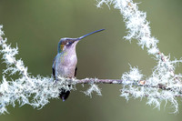 Magnificent Hummingbird