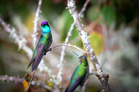 Magnificent Hummingbird
