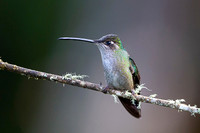 Magnificent Hummingbird
