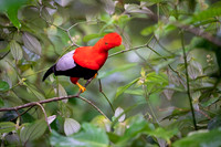 Cock-of-the-Rock