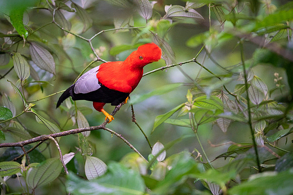 Cock-of-the-Rock