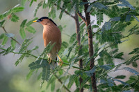 Bramini starling