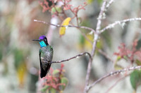 Magnificent Hummingbird