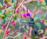 Magnificent Hummingbird