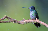 Magnificent Hummingbird