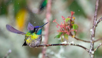 Magnificent Hummingbird