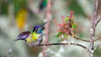Magnificent Hummingbird