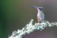 Magnificent Hummingbird