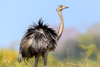 Greater Rhea