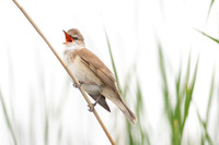 Great Reed Warbler / Trzciniak