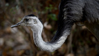 Greater Rhea