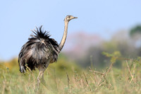 Greater Rhea