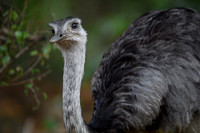 Greater Rhea