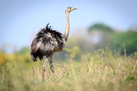 Greater Rhea