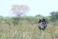Greater Rhea