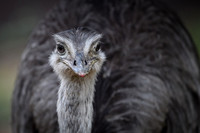 Greater Rhea