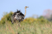 Greater Rhea