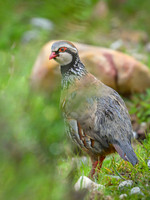 Red-legged partridge