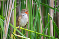 Great Reed Warbler / Trzciniak