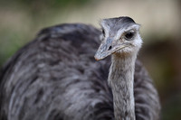 Greater Rhea