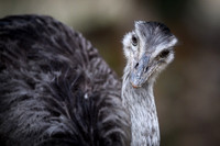 Greater Rhea