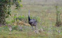 Greater Rhea