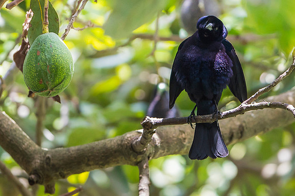 Giant Cowbird
