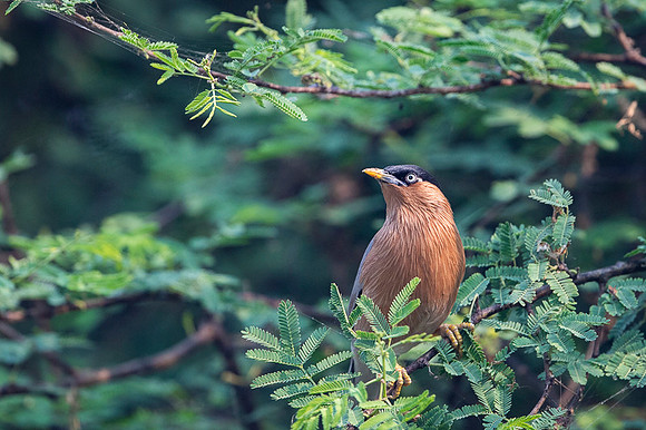 Bramini starling