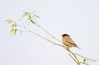 Bramini starling