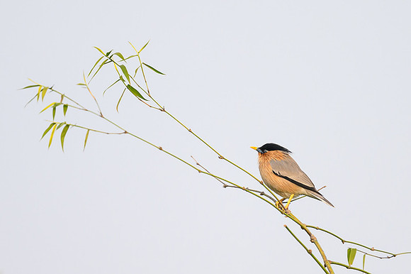 Bramini starling