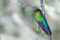 Fiery-throated Hummingbird