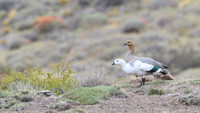 Upland goose