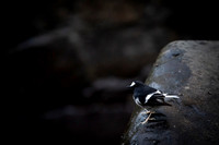 Little forktail
