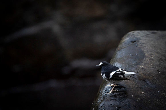 Little forktail