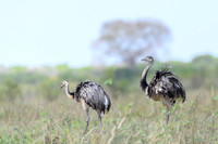 Greater Rhea