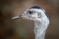 Greater Rhea