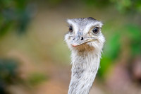 Greater Rhea