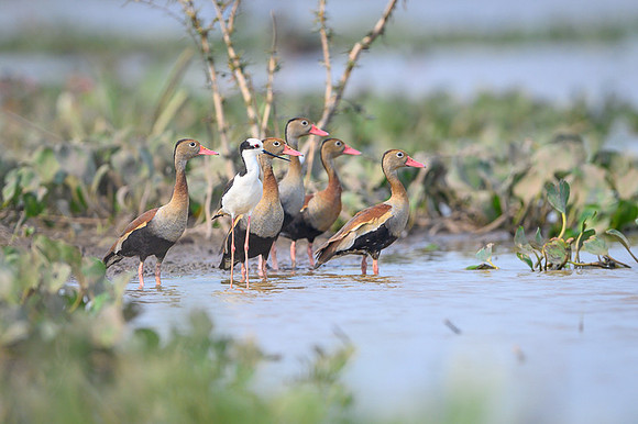 Black-bellied Whistling Duck