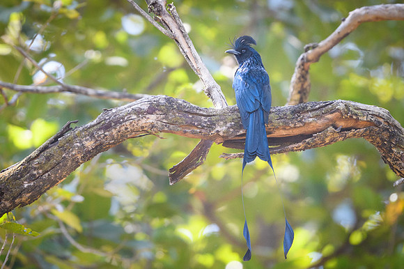 Greater racket-tailed Drongo