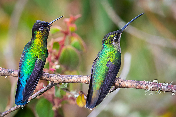 Fiery-throated Hummingbird