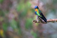 Fiery-throated Hummingbird