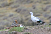 Upland goose