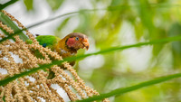 Rose-faced Parrot