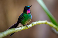 Tourmaline Sunangel