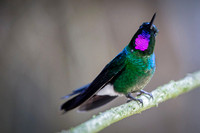 Tourmaline Sunangel