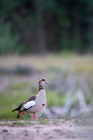 Egiptian goose / Egipcjanka