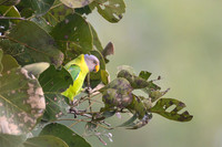 Plum headed Parakit
