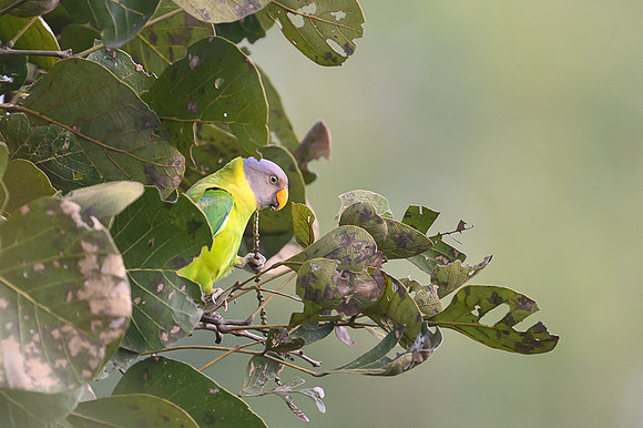 Plum headed Parakit