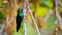 Tourmaline Sunangel
