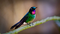 Tourmaline Sunangel
